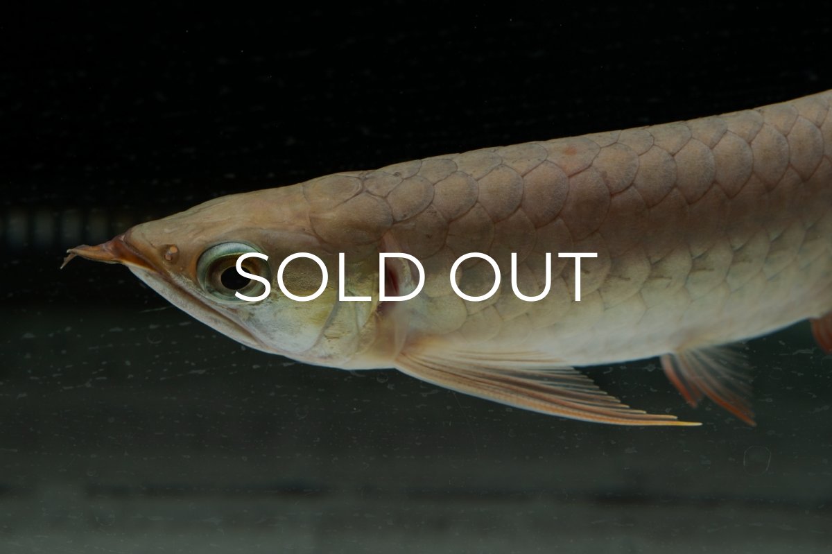 画像8: 【特価魚】スーパーレッド（下取り魚）NO.111 (8)