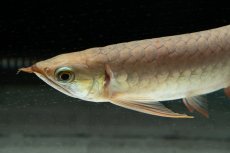 画像8: 【特価魚】スーパーレッド（下取り魚）NO.111 (8)