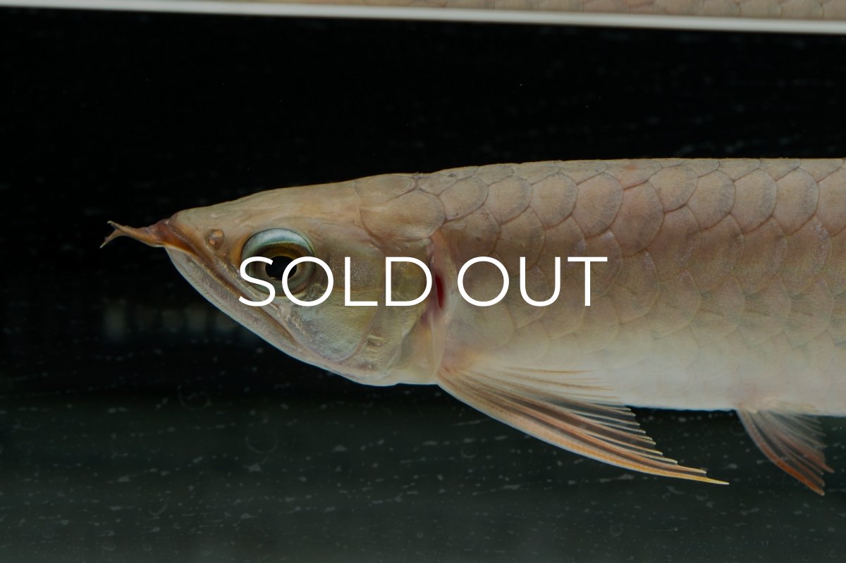 画像7: 【特価魚】スーパーレッド（下取り魚）NO.111 (7)