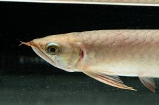 画像7: 【特価魚】スーパーレッド（下取り魚）NO.111 (7)