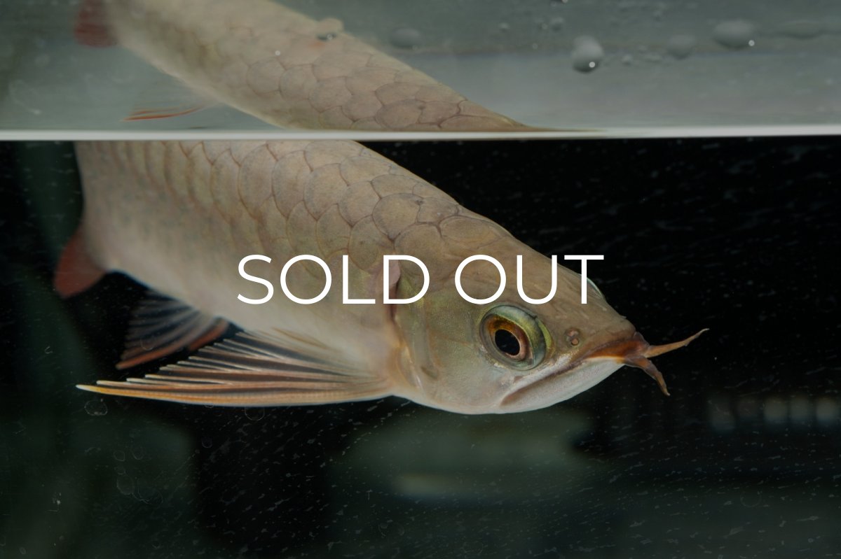 画像6: 【特価魚】スーパーレッド（下取り魚）NO.111 (6)