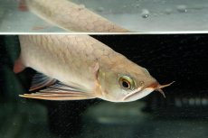 画像6: 【特価魚】スーパーレッド（下取り魚）NO.111 (6)