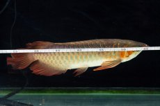 画像20: 【特価魚】スーパーレッド SLAYER（下取り魚）NO.444 (20)