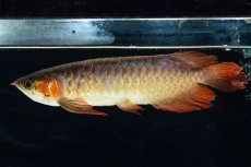 画像1: 【特価魚】スーパーレッド SLAYER（下取り魚）NO.444 (1)