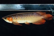 画像7: 【特価魚】スーパーレッド SLAYER（下取り魚）NO.444 (7)