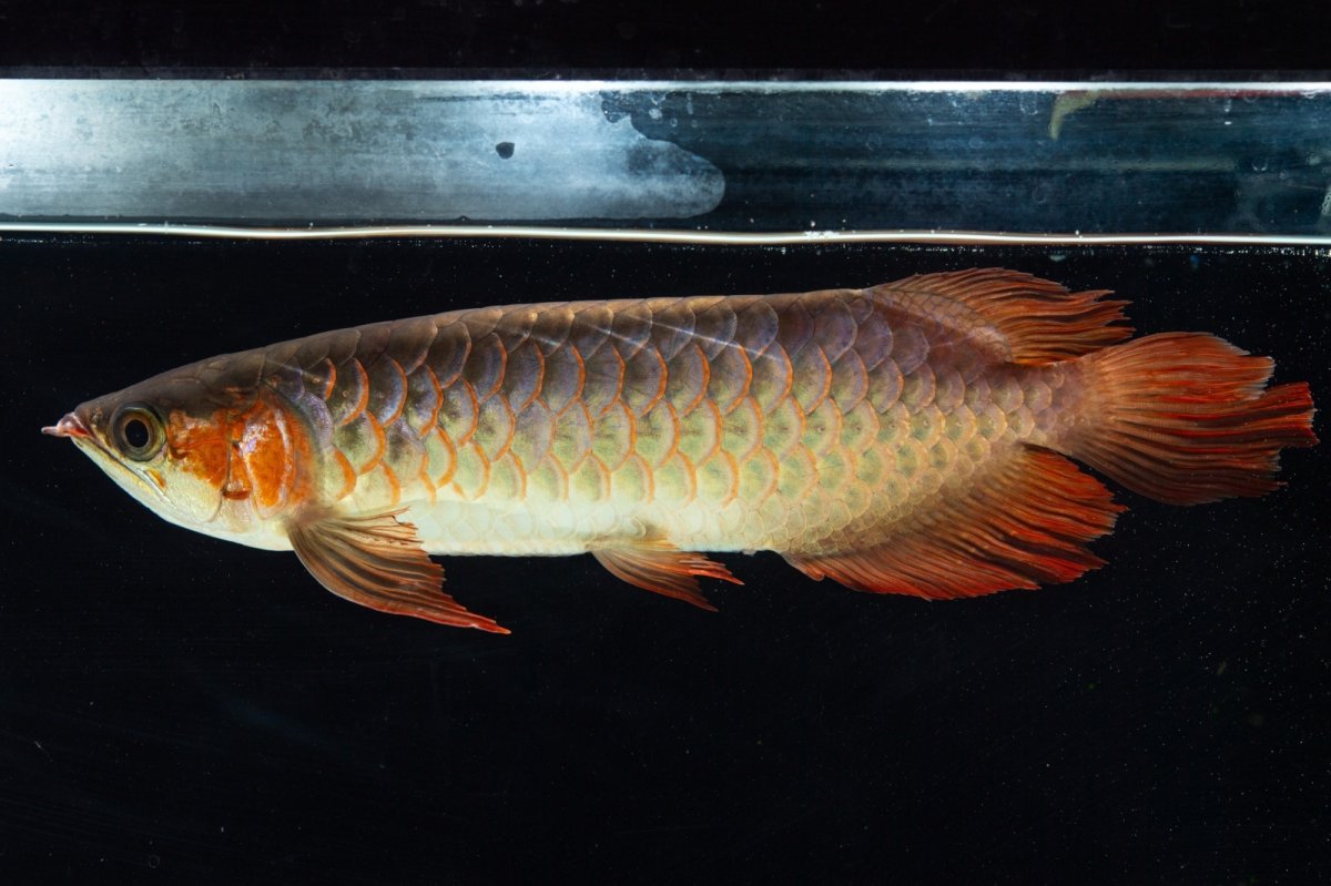 画像5: 【特価魚】スーパーレッド SLAYER（下取り魚）NO.444 (5)