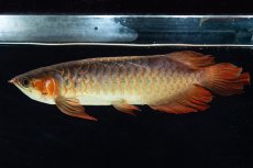 画像5: 【特価魚】スーパーレッド SLAYER（下取り魚）NO.444 (5)