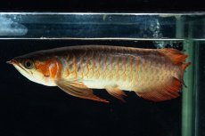 画像3: 【特価魚】スーパーレッド SLAYER（下取り魚）NO.444 (3)