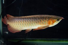 画像19: 【特価魚】スーパーレッド SLAYER（下取り魚）NO.444 (19)