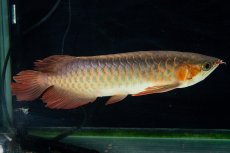 画像18: 【特価魚】スーパーレッド SLAYER（下取り魚）NO.444 (18)