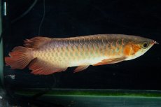 画像6: 【特価魚】スーパーレッド SLAYER（下取り魚）NO.444 (6)