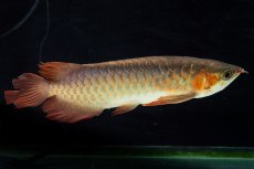 画像4: 【特価魚】スーパーレッド SLAYER（下取り魚）NO.444 (4)