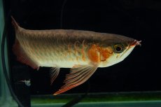 画像16: 【特価魚】スーパーレッド SLAYER（下取り魚）NO.444 (16)