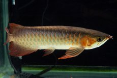 画像15: 【特価魚】スーパーレッド SLAYER（下取り魚）NO.444 (15)