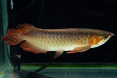 画像14: 【特価魚】スーパーレッド SLAYER（下取り魚）NO.444 (14)