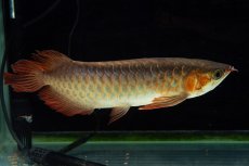 画像13: 【特価魚】スーパーレッド SLAYER（下取り魚）NO.444 (13)