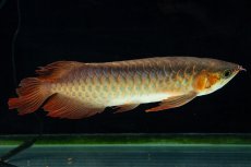 画像10: 【特価魚】スーパーレッド SLAYER（下取り魚）NO.444 (10)
