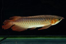 画像8: 【特価魚】スーパーレッド SLAYER（下取り魚）NO.444 (8)