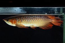 画像9: 【特価魚】スーパーレッド SLAYER（下取り魚）NO.444 (9)