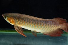画像12: 【特価魚】スーパーレッド SLAYER（下取り魚）NO.444 (12)