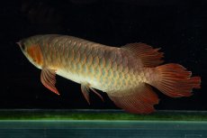 画像11: 【特価魚】スーパーレッド SLAYER（下取り魚）NO.444 (11)