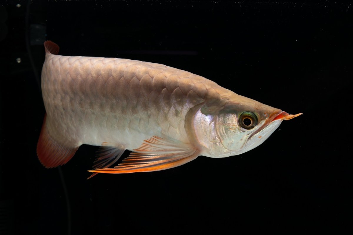 画像12: 【特価魚】ダイナミックレッド NO.1（ディナミカカプアス産） (12)