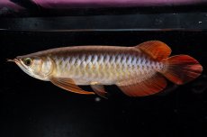 画像1: メタルレッド F4 NO.25（ディナミカカプアス産） (1)