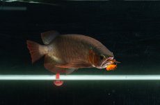 画像17: メタルレッド F4 NO.11（ディナミカカプアス産） (17)