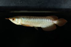 画像6: チリレッド NO.18（インドネシア産） (6)
