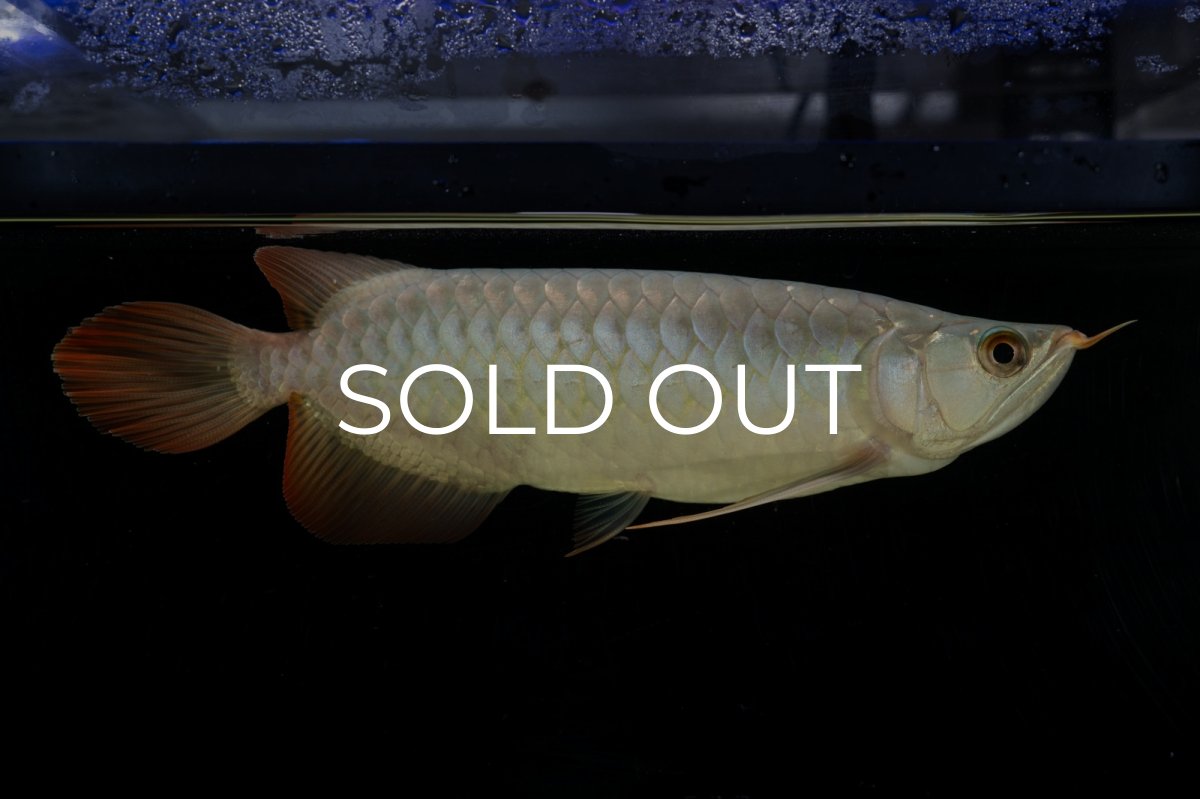 画像4: SUMO No.41（小結） (4)