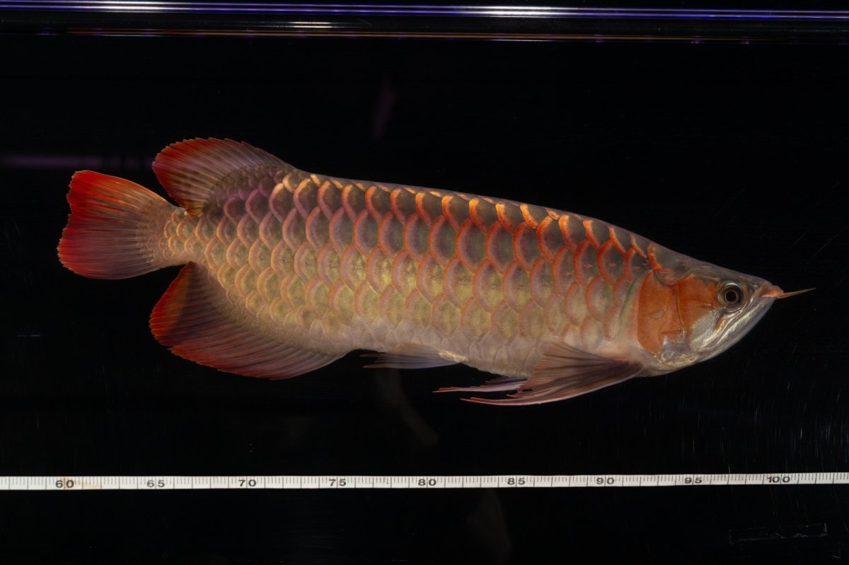 画像19: 【特価魚】スーパーレッド（下取り魚）NO.111 (19)