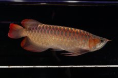 画像19: 【特価魚】スーパーレッド（下取り魚）NO.111 (19)