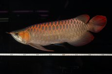 画像18: 【特価魚】スーパーレッド（下取り魚）NO.111 (18)