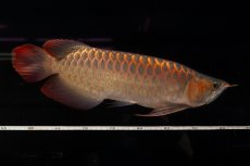 画像17: 【特価魚】スーパーレッド（下取り魚）NO.111 (17)