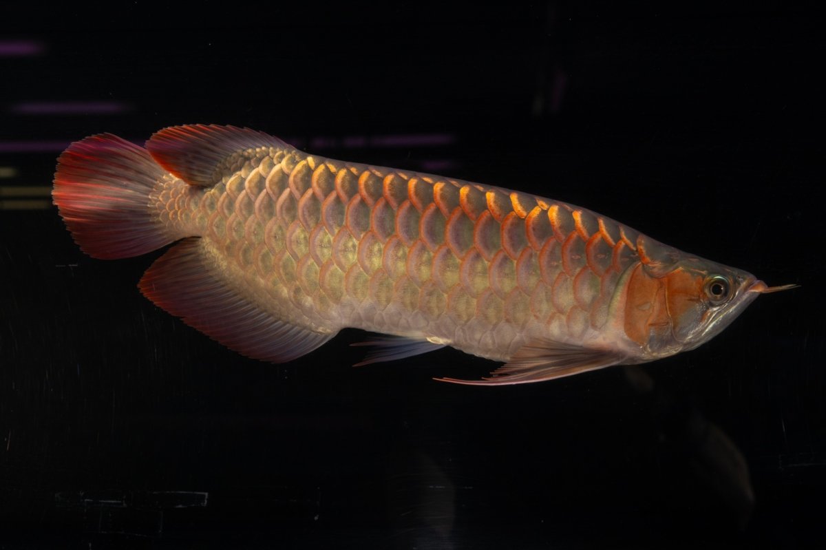 画像4: 【特価魚】スーパーレッド（下取り魚）NO.111 (4)