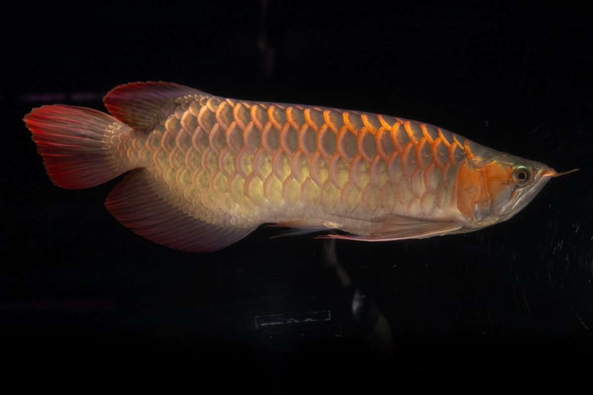 画像2: 【特価魚】スーパーレッド（下取り魚）NO.111 (2)