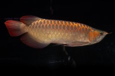 画像2: 【特価魚】スーパーレッド（下取り魚）NO.111 (2)