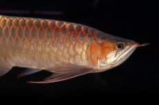 画像8: 【特価魚】スーパーレッド（下取り魚）NO.111 (8)