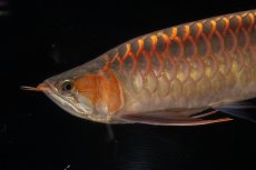画像7: 【特価魚】スーパーレッド（下取り魚）NO.111 (7)