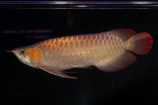 画像5: 【特価魚】スーパーレッド（下取り魚）NO.111 (5)