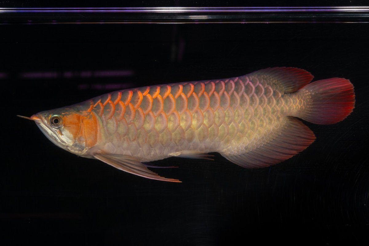 画像3: 【特価魚】スーパーレッド（下取り魚）NO.111 (3)