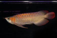 画像3: 【特価魚】スーパーレッド（下取り魚）NO.111 (3)