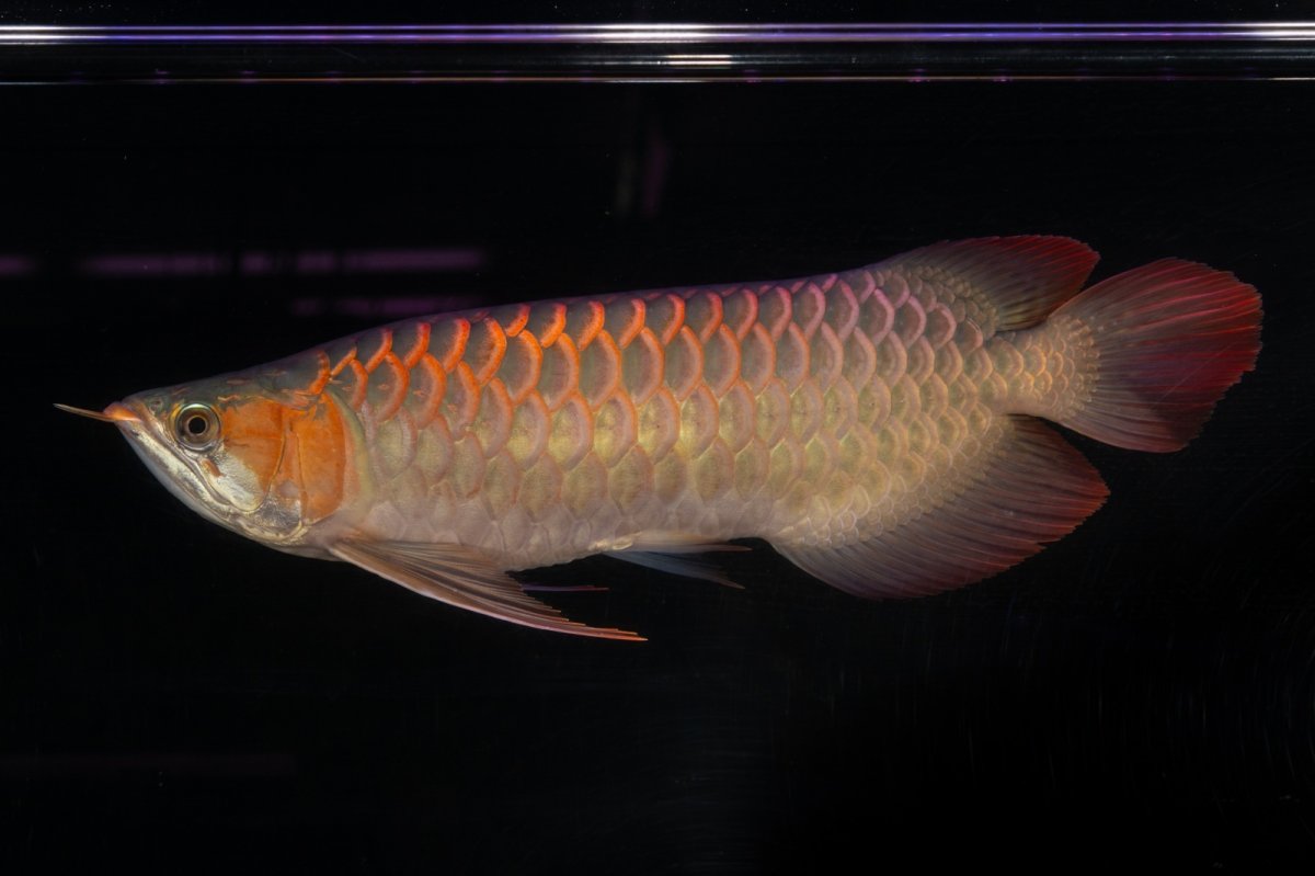 画像1: 【特価魚】スーパーレッド（下取り魚）NO.111 (1)