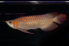 画像1: 【特価魚】スーパーレッド（下取り魚）NO.111 (1)