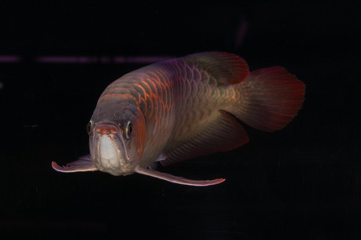 画像10: 【特価魚】スーパーレッド（下取り魚）NO.111 (10)