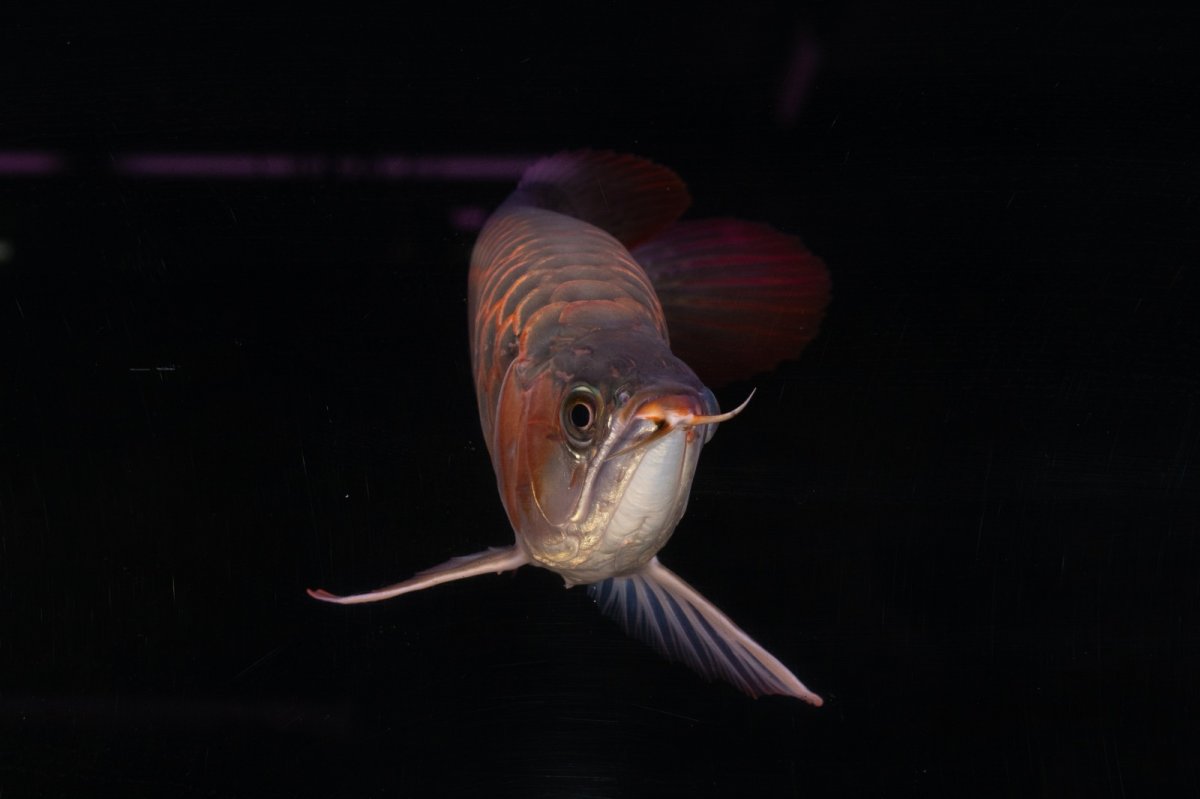 画像9: 【特価魚】スーパーレッド（下取り魚）NO.111 (9)