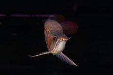 画像9: 【特価魚】スーパーレッド（下取り魚）NO.111 (9)