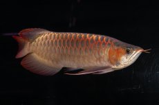 画像6: 【特価魚】スーパーレッド（下取り魚）NO.111 (6)