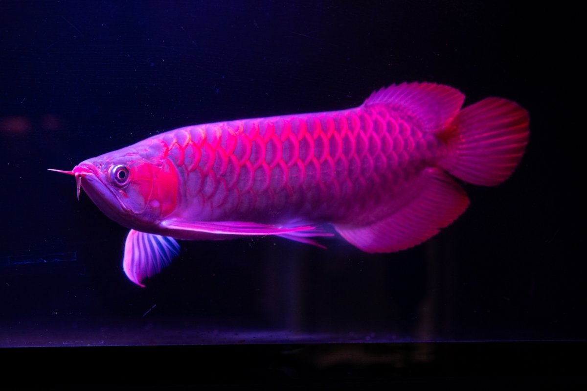 画像16: 【特価魚】スーパーレッド（下取り魚）NO.111 (16)