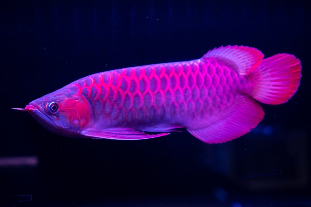 画像15: 【特価魚】スーパーレッド（下取り魚）NO.111 (15)